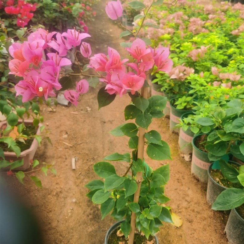 热带花束三角梅