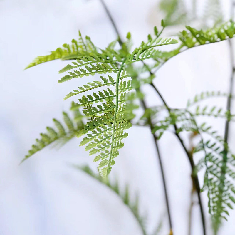 高端禅意仿真蕨类金丝猴厥植物盆栽夏季绿植金毛狗蕨室内落地造景