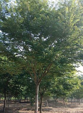 榉树苗绿化苗木庭院室外工程园林榉树大树苗风景树苗大型榉树小苗