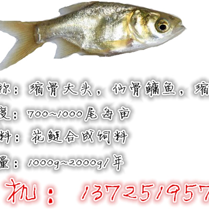 速发特价优质 缩骨仙大头鱼苗 缩骨鳙鱼苗 缩骨花鲢鱼苗活体