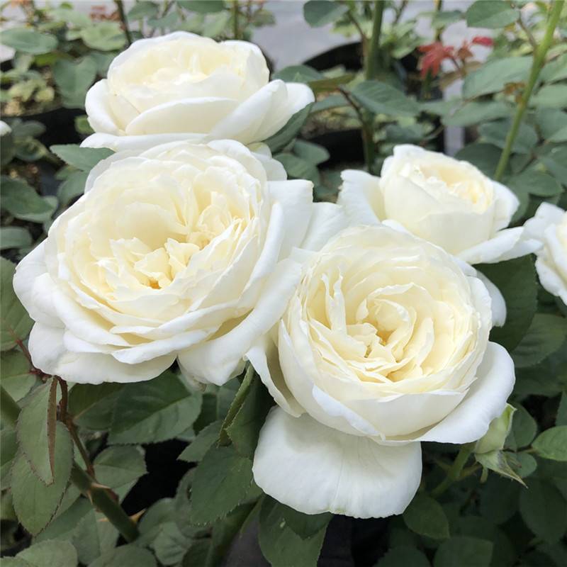 现货速发灌木 伊芙婚礼之路 切花月季庭院阳台花卉观花白玫瑰花苗