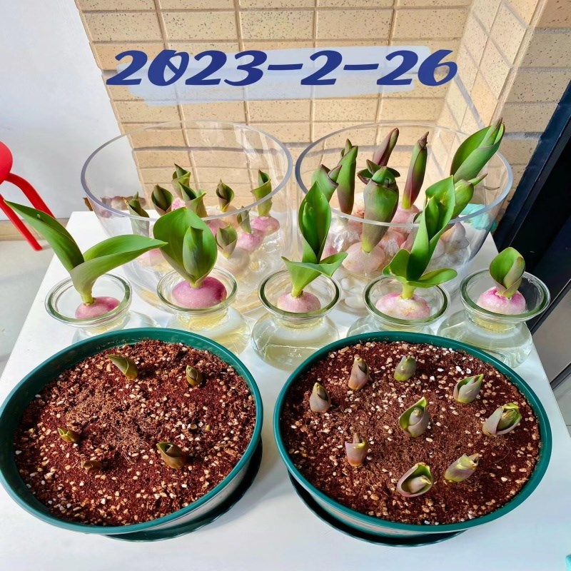 郁金香种球水培花卉植物室内花四季开花庭院盆栽花苗土培阳台好活