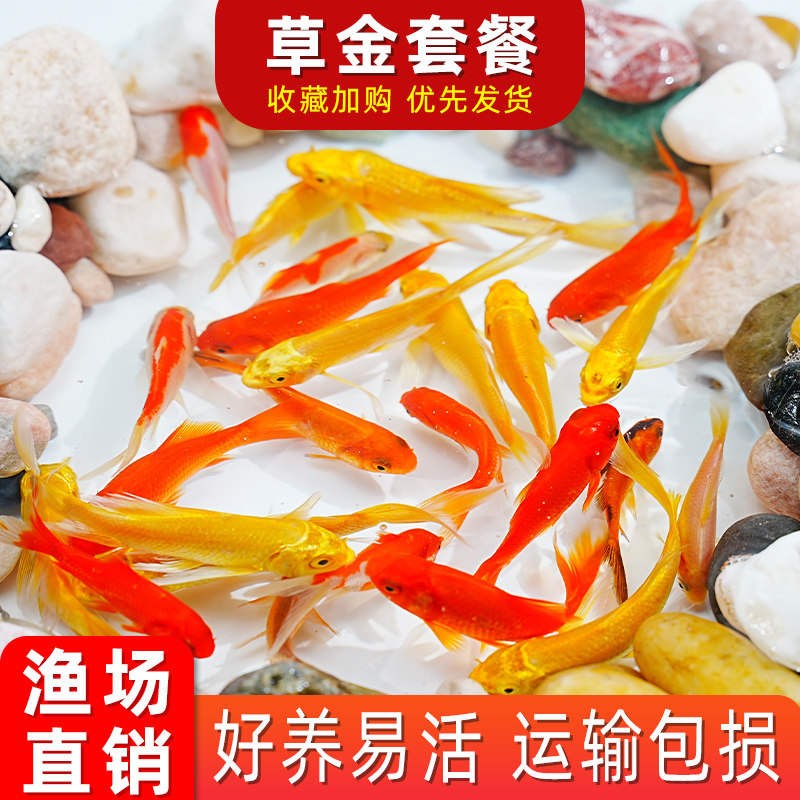小金鱼苗观赏鱼冷水耐p活好养鱼淡水红白锦鲤活鱼饲料鱼草金鱼活