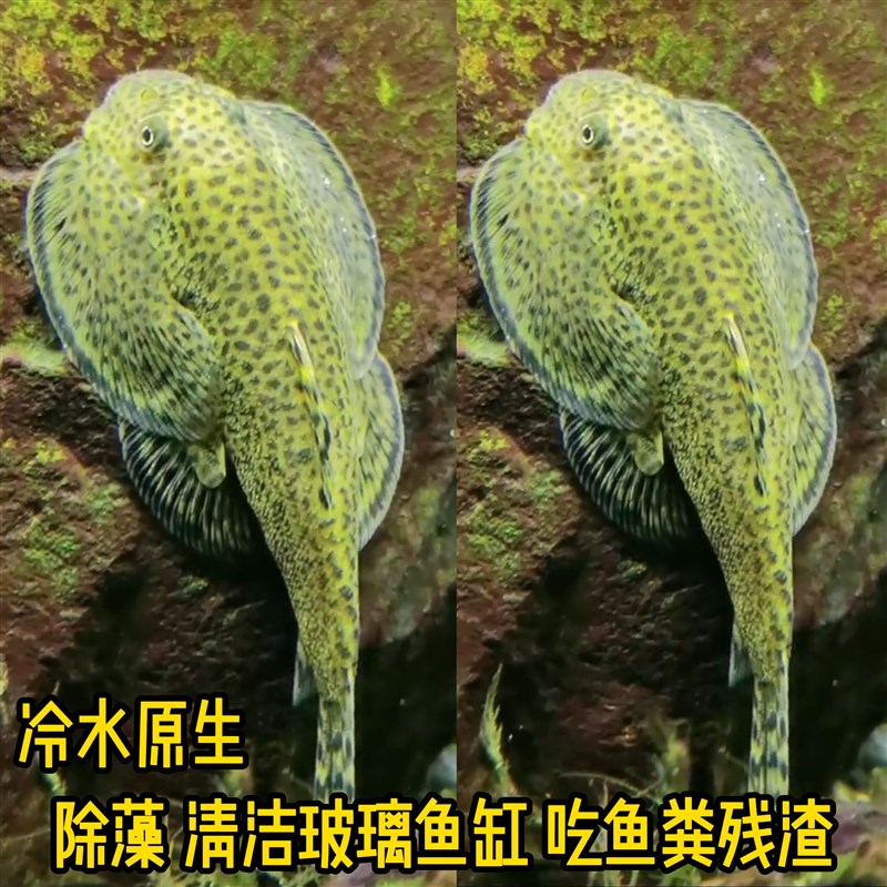 速发贵州爬岩鳅清道夫垃圾鱼双吸盘冷水观赏鱼缸清洁鱼搽玻璃除藻