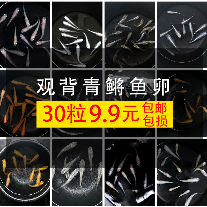 新品观背青鳉观赏鳉鱼卵淡水热带鱼E冷水鱼小型锦鲤鱼可孵化魔法