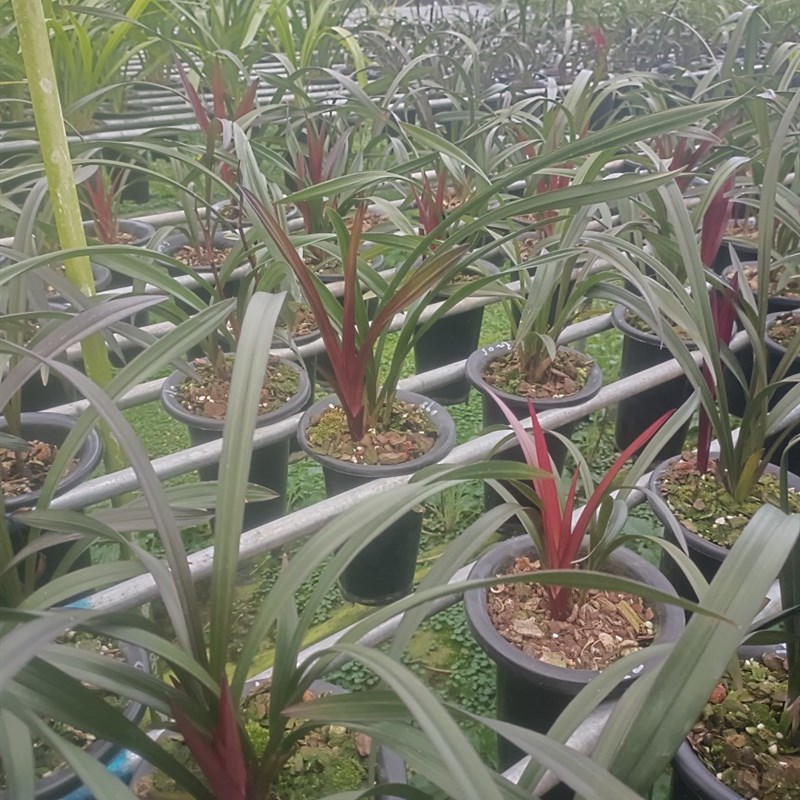 建兰【红草红荷】花期6-11月“网红草”红色叶艺浓香型