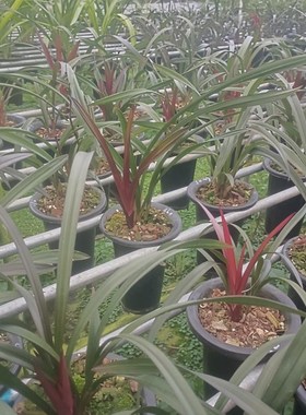 建兰【红草红荷】花期6-11月“网红草”红色叶艺浓香型