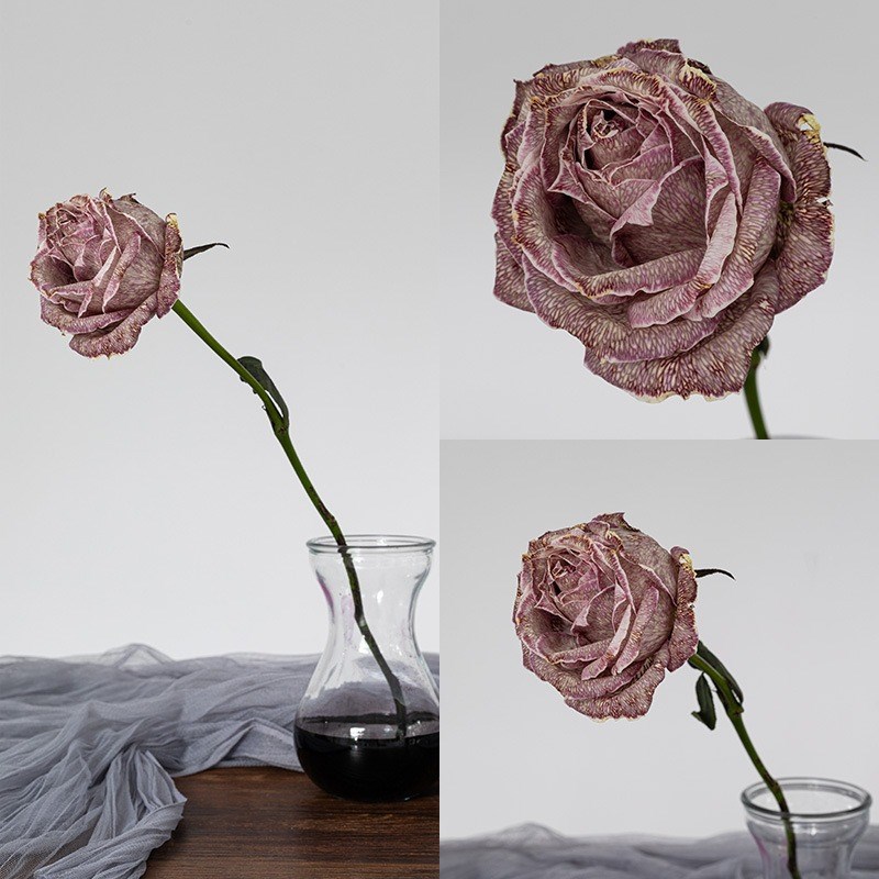 鲜花装饰满天星染色液马卡龙吸染鲜花花店P上色液体鲜花染色剂