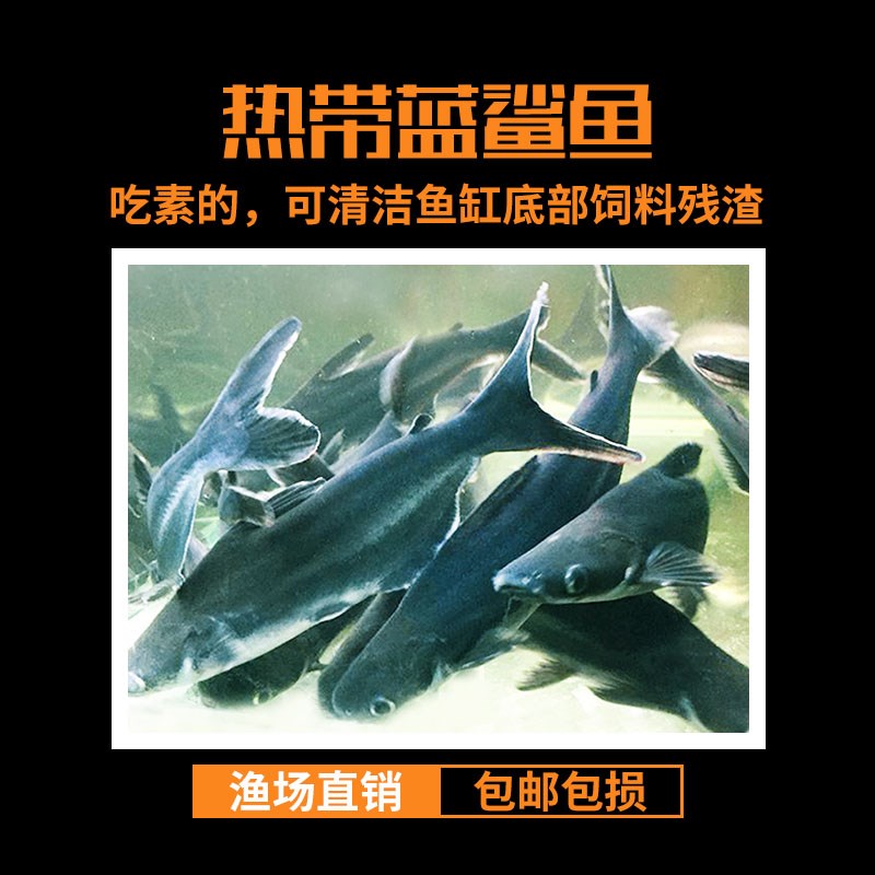 速发蓝鲨观赏鱼包邮包损热带鱼群游鱼清道夫清洁鱼大型鱼龙鱼配鱼