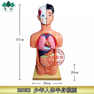 85cm高 半身心肺肝肾胃肠生物教具教学仪器 人体头颈躯干模型