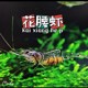 组合版 好养观赏除藻工具虾秀丽白虾花腰虾原生虾除藻虾尺寸2 4cm