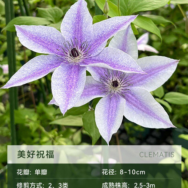 萌木园艺铁线莲大苗1.5加仑爬藤植物盆栽约瑟芬f系三类小绿