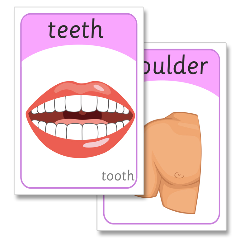 现货身体部位英语单字卡片英语闪卡f早教幼儿小学英语教具英文启