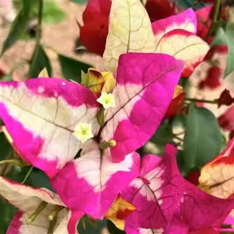 三角梅四季开花爬藤植物花卉盆栽带盆一拍一物