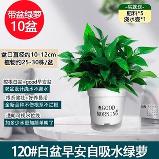 新房吸除甲醛绿萝盆栽室内植物净化空气绿植客厅大叶绿箩好养花卉