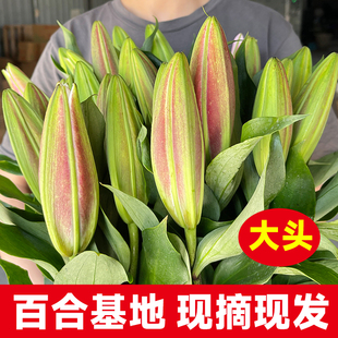 云南鲜花基地直发玫瑰百合花束家庭鲜切花花材直批水养