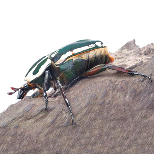 速发乌干达花g金龟独角仙中国大锹甲甲虫宠物活体昆虫爬宠