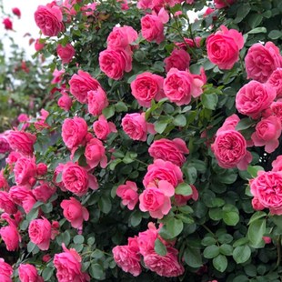 浓香藤本月季 开花室外庭院别墅花墙特大爬藤植物蔷薇 花苗拱门四季