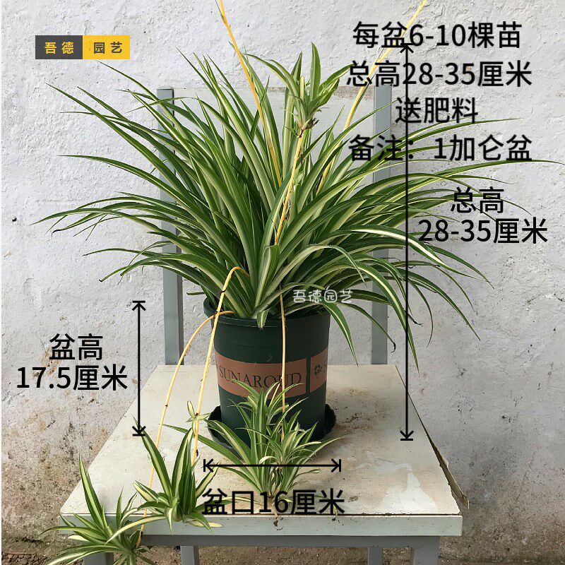 小众高货基地直发大盆金心吊兰带花剑藤吊绿植盆栽花卉室内净化空