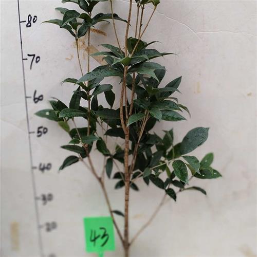 原生四季红开红花的天香台阁黄金c桂花树桩盆景变色佛顶珠包邮包