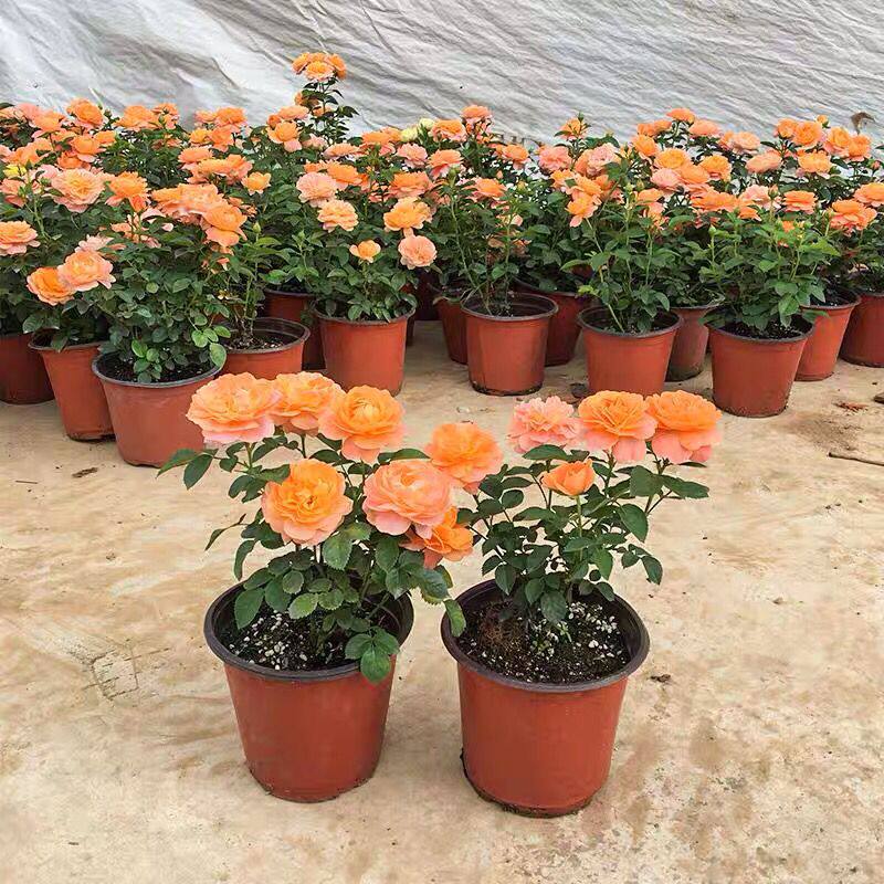 大花月季花苗果汁阳台花卉红果汁盆栽花苗庭院阳台玫瑰月季带花苞