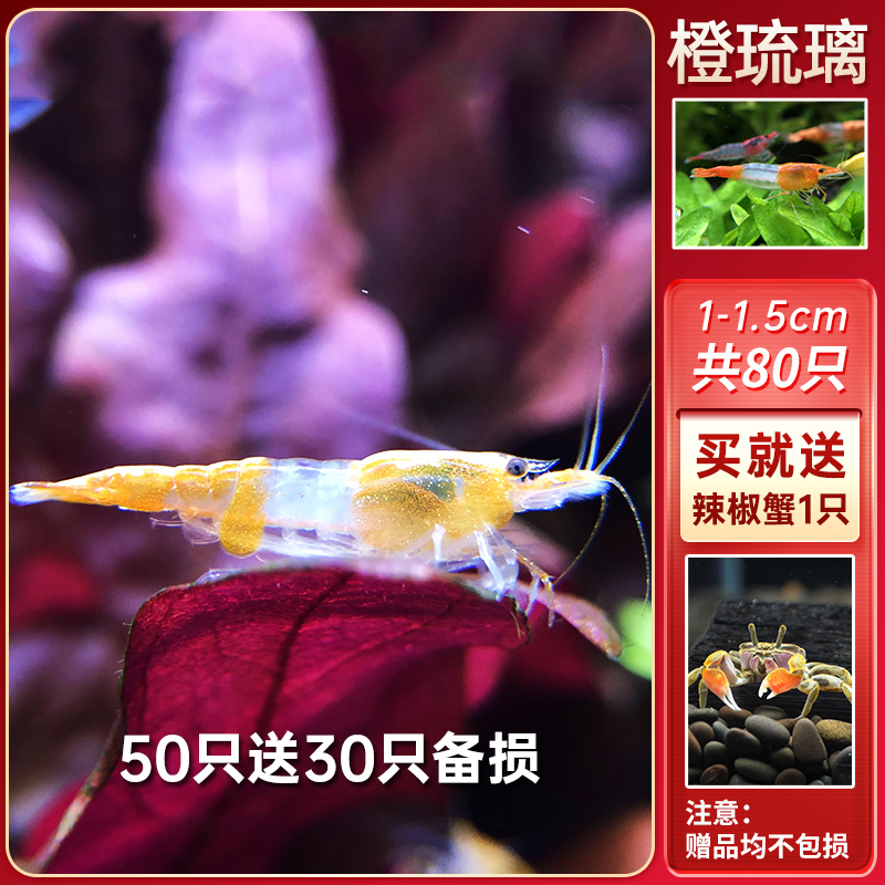 急速发货观赏虾包邮水族淡水鲜活小虾鱼缸除藻虾螺蟹清洁虾工具樱