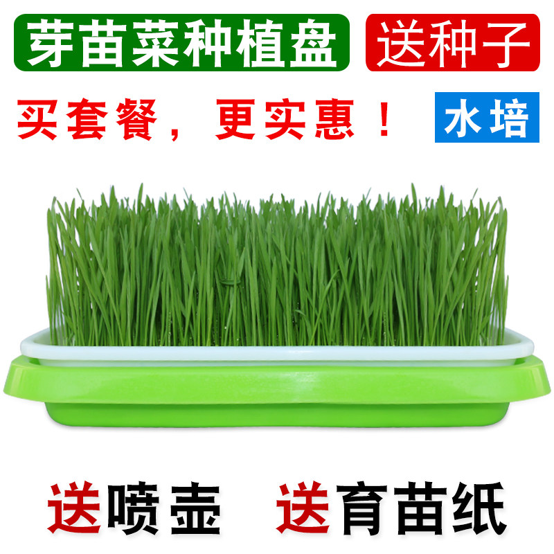 芽苗菜育苗盘豆芽发芽育苗盆托盘杯豆苗种植神器芽菜小麦种子蔬菜