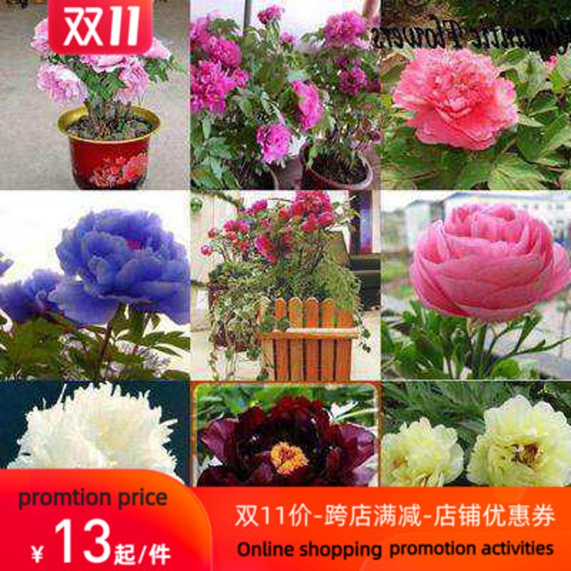 ony Seeds, Pottedp Seed, reony FloweP Seen Garden Pladts, 包装 服饰包装 原图主图