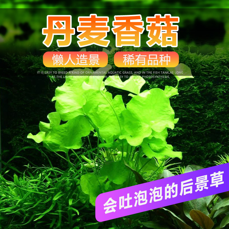 新品丹麦大香菇水草鱼缸中后景造景d绿色阴性草丛生经典怀旧真水