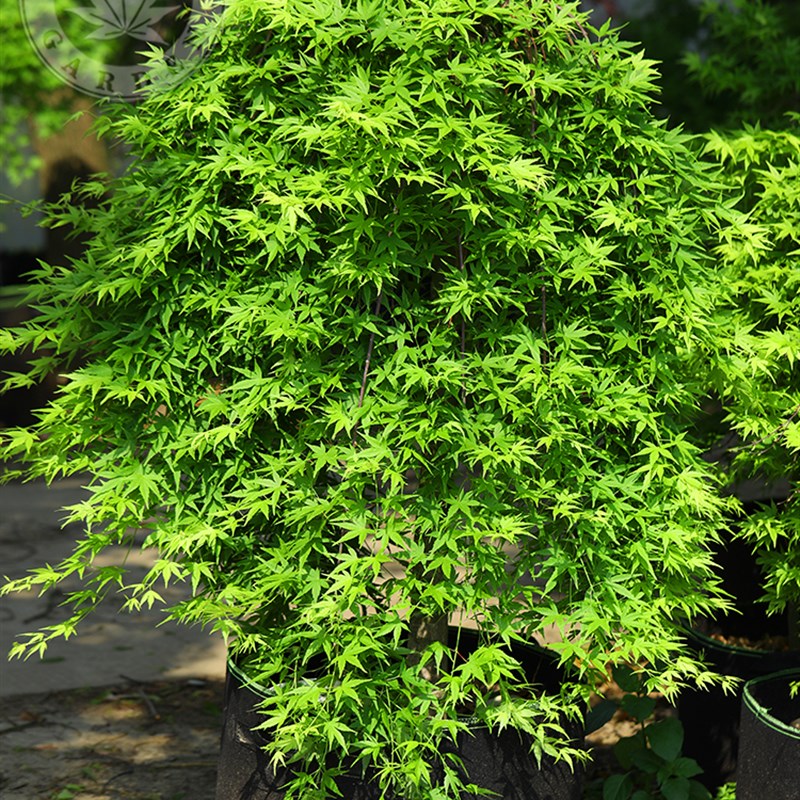 流泉 垂枝型枫树日本红枫观枝禅意枫室外阳台盆栽庭院地栽有枫