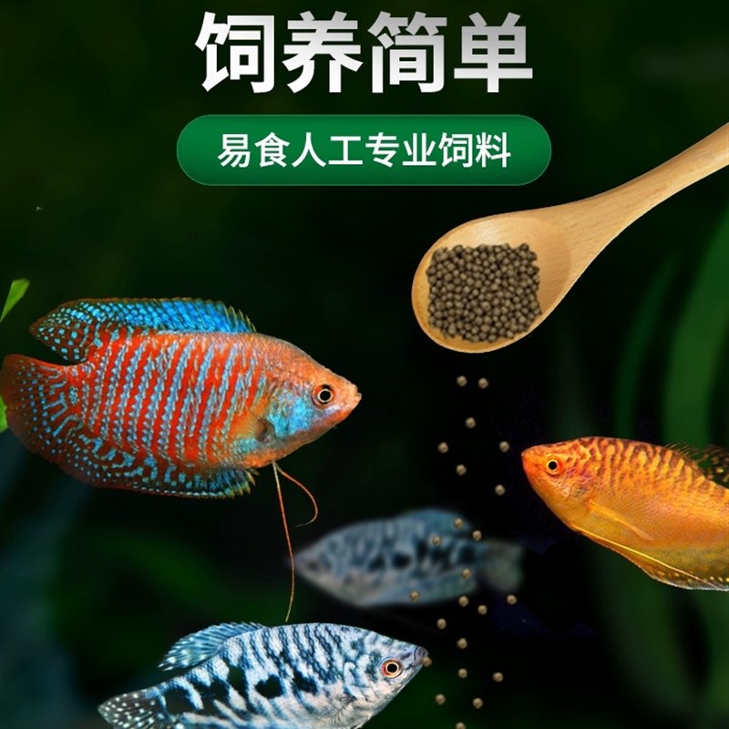 速发曼龙鱼热带观赏鱼黄曼龙蓝曼龙五彩血丽丽珍珠马甲球活小型淡