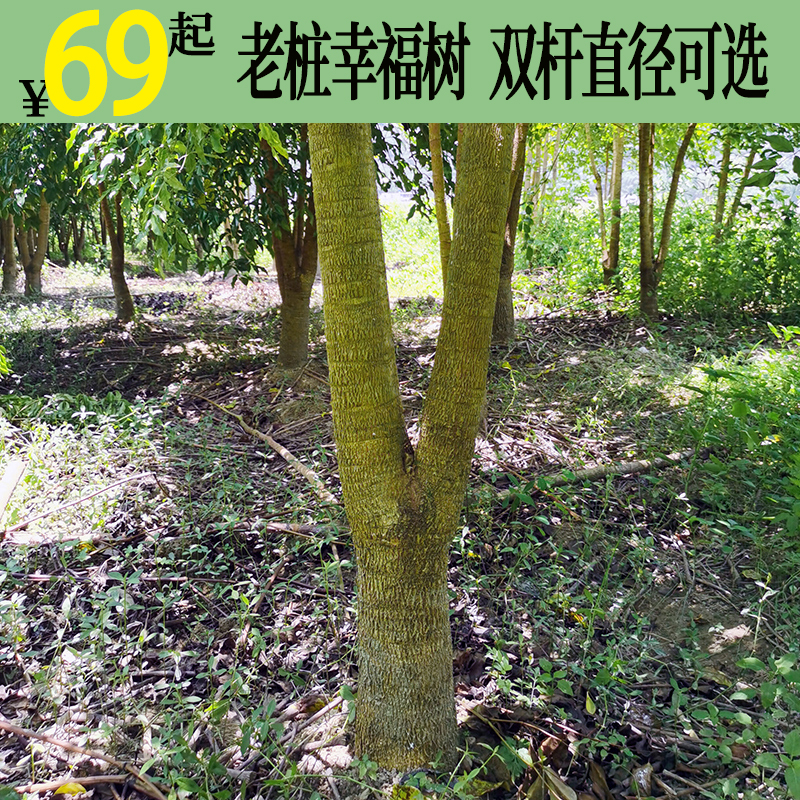 四季常青不落叶大棵幸福树室内外盆栽绿植幌伞枫客厅大型盆景