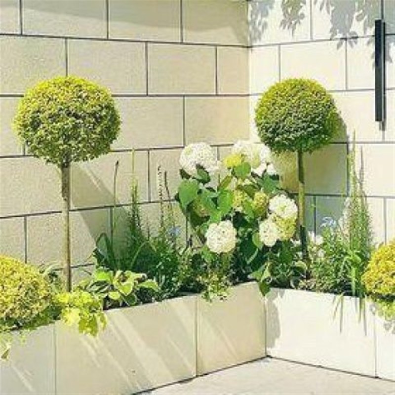 棒棒糖造型树亮晶女贞耐寒室外植物球形绿植花镜庭院室内花园四季