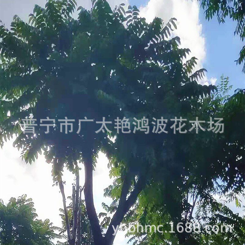 广东普宁艳鸿波花木揭阳麻楝树苗移植苗常绿乔木苗风景树行道树木