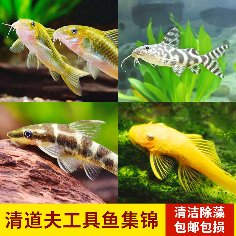 速发热带观赏鱼清道夫金苔鼠鱼缸清洁冷水小型除藻工具鱼苗大帆胡