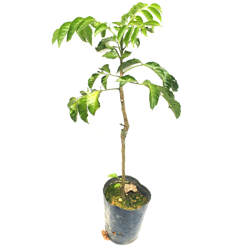 新品廉江特产贵妃黄皮苗优良嫁接金蛋黄皮树 粤妃3号黄皮苗特大果