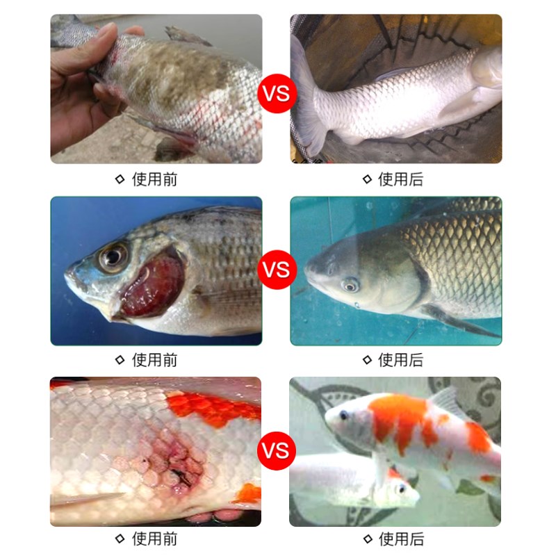 工厂销观赏鱼白点病专用t鱼药万能疾病治疗鱼烂身烂尾水霉病锦鲤