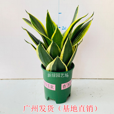 虎皮兰盆栽室内虎尾兰绿植花卉办公吸室甲醛辐P防射植物四季常青