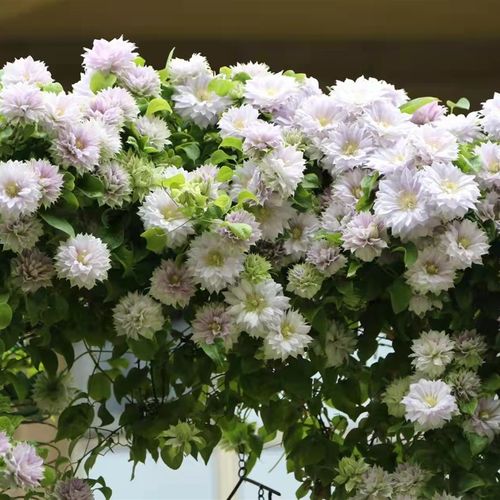 买三送光 买五任意送 沃金美女铁线莲庭院攀爬藤耐热绿植物花卉