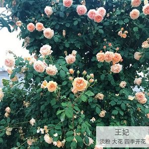 新品藤本欧洲月季花苗大花浓香庭院植P物花卉盆栽玫瑰爬藤蔷薇多