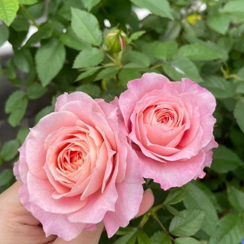 海神王月季花苗开花玫瑰小苗四季盆栽花卉爬藤植物藤本蔷薇树绿植,鲜花速递/花卉仿真/绿植园艺,月季/蔷薇/玫瑰,淘宝优惠券,粉丝福利购,淘宝优惠卷