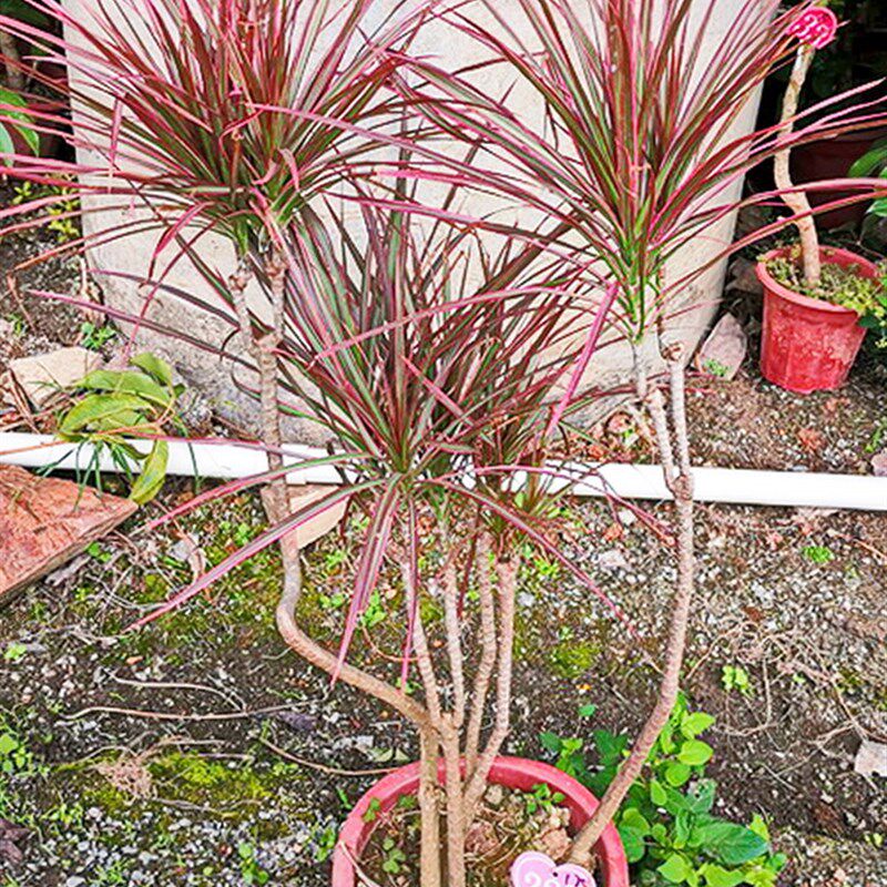 七彩铁五彩七彩千年木马尾铁中大型室内绿植一物一拍植物多省包邮