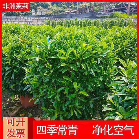 非洲茉莉大型绿植物灰莉盆栽四季常青开花芳香扑鼻净化空气吸甲醛