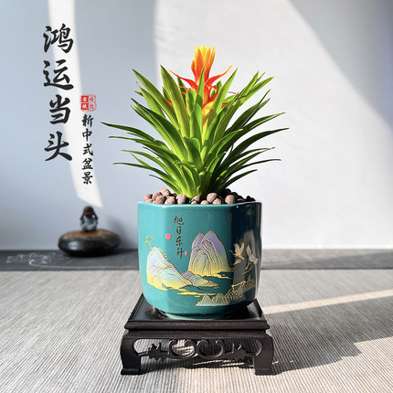 鸿运当头盆栽室内植物新中式桌面摆件凤梨盆景防辐射电脑宝贝绿植