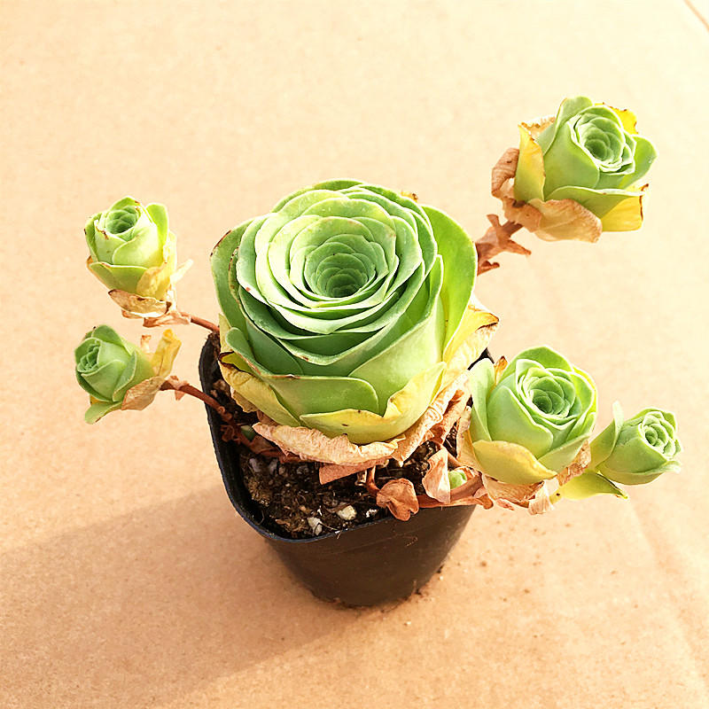 小情书玫瑰 多肉植物 肉肉植物 萌肉肉组合盆栽 室内花卉 陌上花