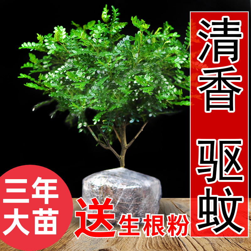 厂家清香木盆栽竹柏四季常青室内驱蚊木本植物好养耐活盆景绿植胡