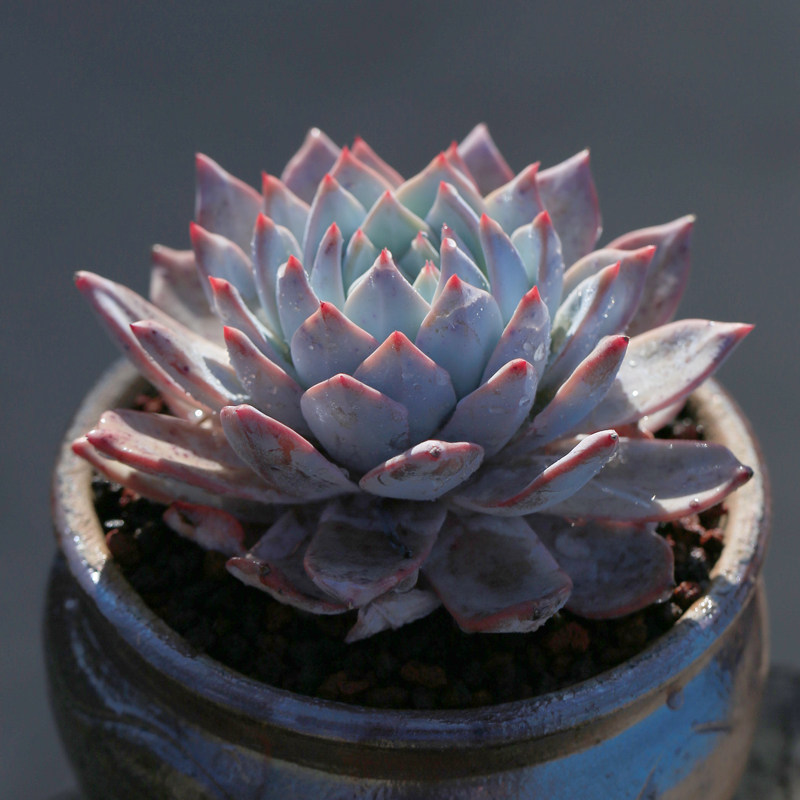 粉蓝鸟多肉植物大株单q头 梦想花园易成活室内肉肉绿植盆栽花卉