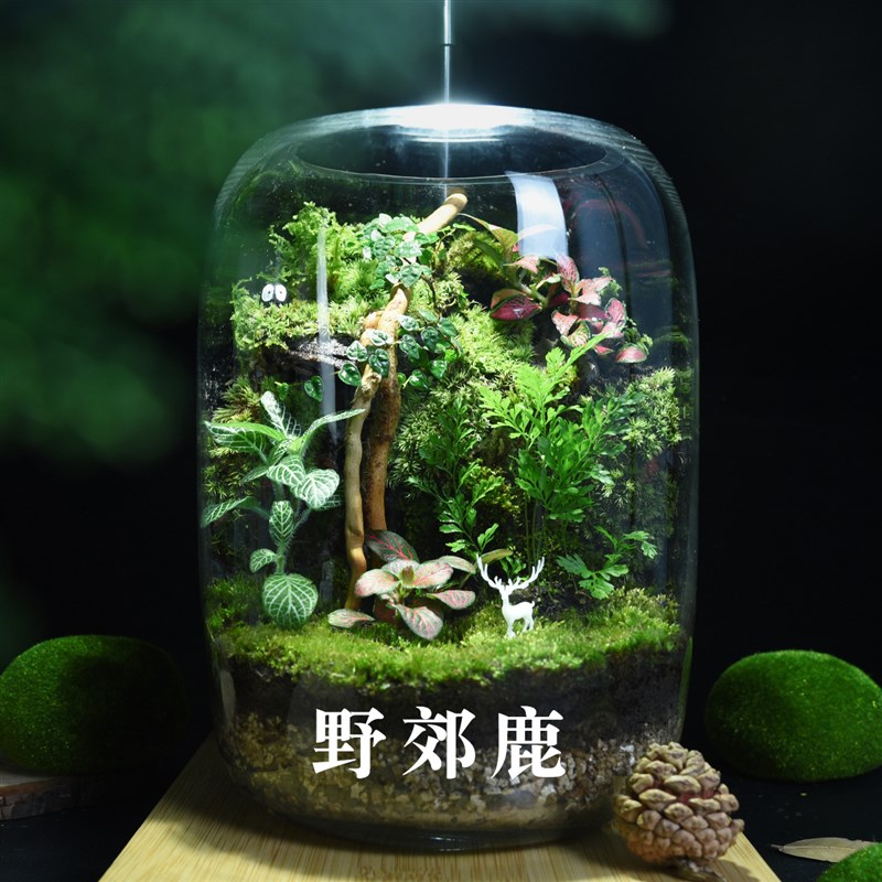 创意微景观峡谷生态瓶苔藓组合盆栽绿植迷你植物摆件野郊可养鱼虾