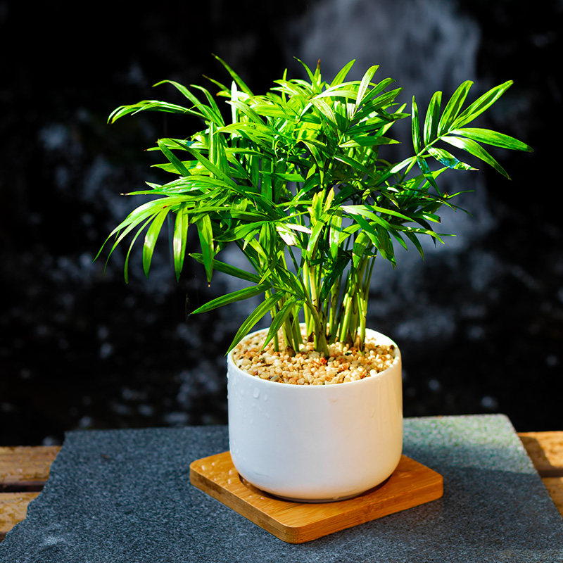 ins风袖珍椰子mini小盆栽办公室内桌面绿植物北欧净化空气 易养活