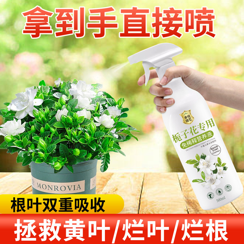 速发栀子花营养液免稀释栀子花肥料专用肥家用酸性花肥黄叶盆栽开